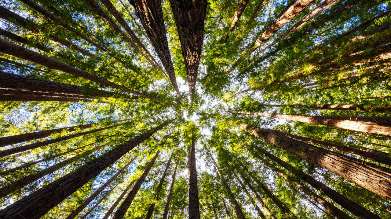 Ethical, Sustainable, Responsible